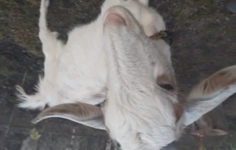 Продам молоду кізку