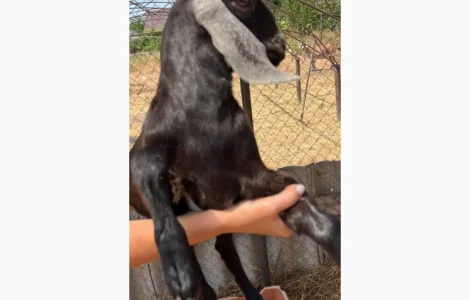 Продам 100% козликів англо-нубійських