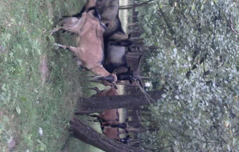 Розпродаж альпійських кіз