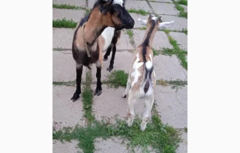 Кози продам терміново