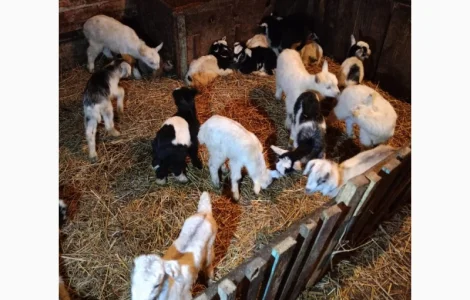 Дійні кози та козенята