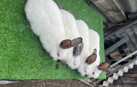 Кролики різних порід