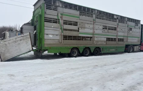 Послуги скотовоза для перевезення худоби