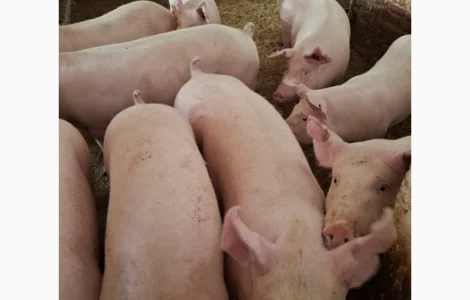 Пропонуються молоді свиноматки для розведення