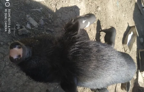 Продам в*єтнамські свині