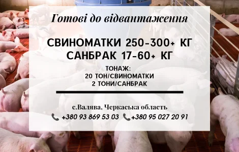 Свині на продаж