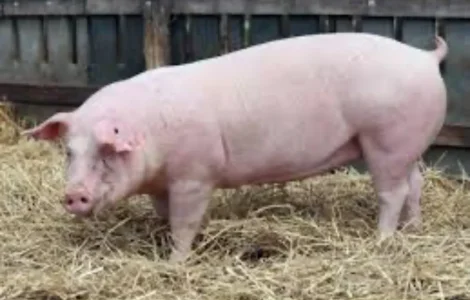 Куплю свиней живою вагою від 50 гол і вище різних вагових категорій