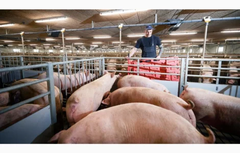 Покупаю свиней ДОРОГО! Харьковская