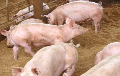 М'ясокомбінат Харкова постійно купує свиней ВРХ та баранів