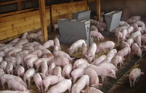 М'ясокомбінат Харкова приймає на закупівлю свиней ВРХ та баранів