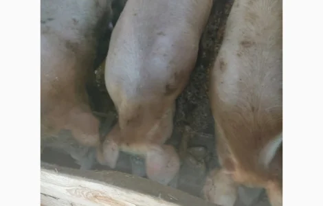 Продам органічних свиней живою вагою