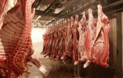 Закуповуємо свиней на м`ясо живою вагою