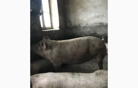 Куплю свиней 150