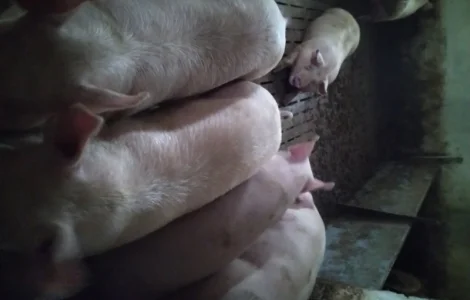 Продам свині