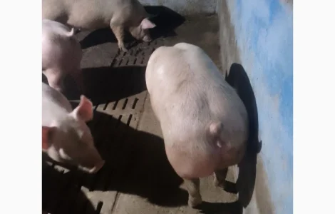 Куплю свиней свиноматок хряков