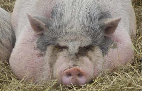 Куплю підрощених свиней