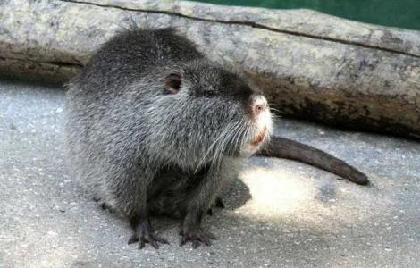 Пропонуються нутрії різного віку і статі