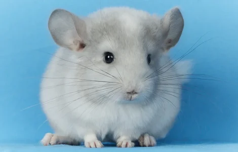 Маленький хлопчик шиншилла Білий Фіолет