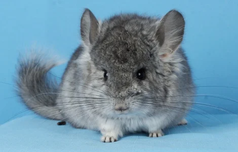 Пропонуємо різнокольорових шиншилл з Миколаївського розплідника шиншилл