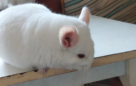 Пропонується шиншила, грызунчик білого кольору