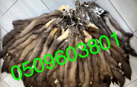 Пропонуються вичинені шкіри лісової куниці