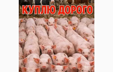 За купляємо Корів телят свині поросят