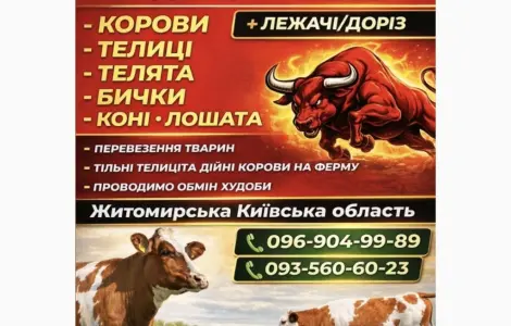Закупка скота на мясо и на содержание Житомирская область Киевская область