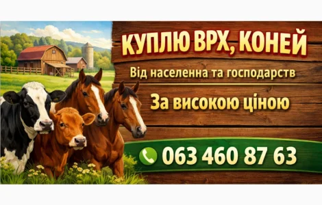 Куплю биків та корів