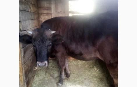 Куплю телята коров Быков