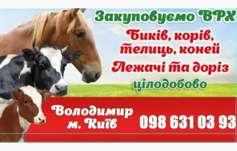 Закупаем коров