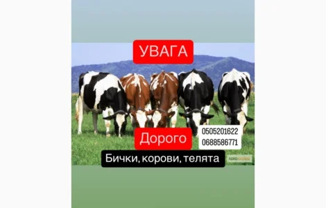 Покупаем ВРХ: быки, коровы, телята