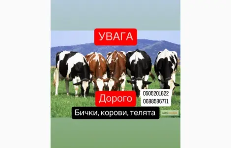 Купуємо ВРХ БИКИ