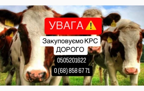 Покупаю КРС дорого! Быстрый расчет