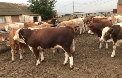 Закупівля биків, корів та телят