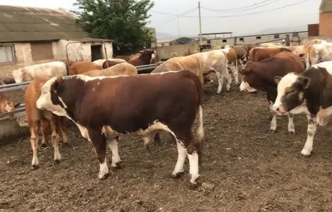 За купляємо бики корови телята
