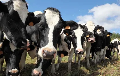 Куплю ВРХ: коровы, быки, телки оптом по выгодным ценам