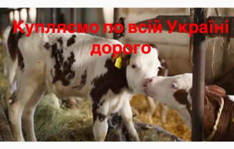 Закупляємо бики телята по всій Україні оптом