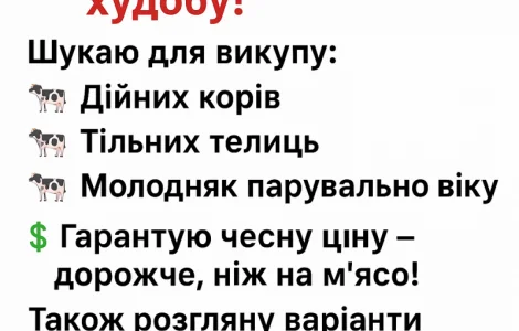 Закупка КРС дорого