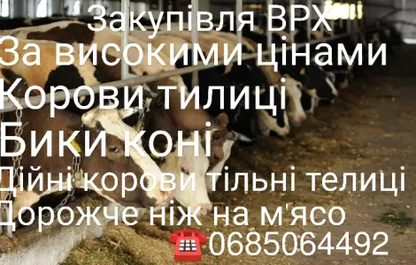 Прийом скота на м'ясо та ферму