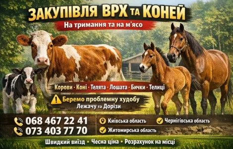 Закупівля ВРХ та коней