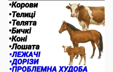 Закупка врх житомирская киевская область
