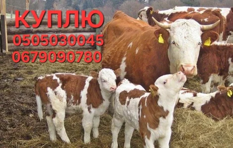 Куплю бичків різних порід від благополучних Ф/Г