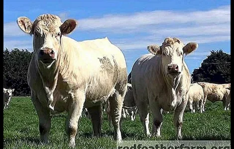 Куплю ВРХ: коровы, быки, телята