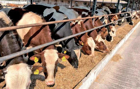 Куплю ВРХ: коровы и быки