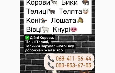 Куплю КРС дорого