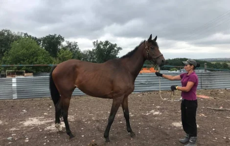 Продається чистокровна гніда кобила