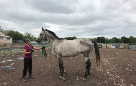 Продается чистокровный серый жеребец