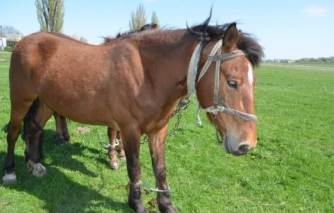Продается молодой спокойный жеребец