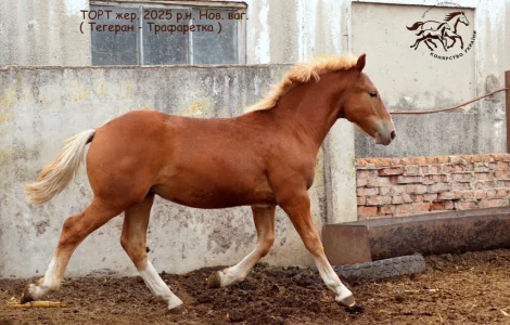 Породистый ваговоз на продаже в Полтавской области