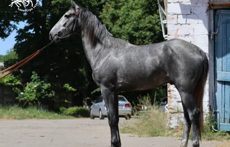 Орловский рисак на продажу